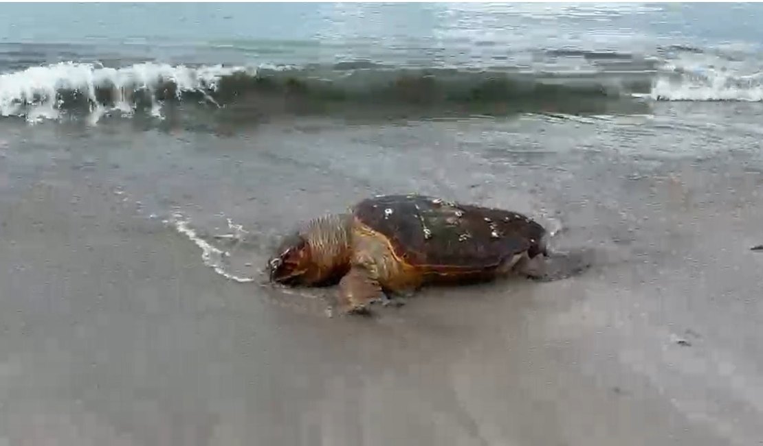 Tartaruga-cabeçuda é achada morta na areia da Ponta Verde, em Maceió