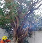 Bombeiros são acionados após tombamento de árvore em quintal de residência em Arapiraca