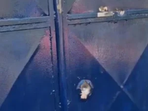 Escola estadual indígena é alvo de tiros no município de Palmeira dos Índios