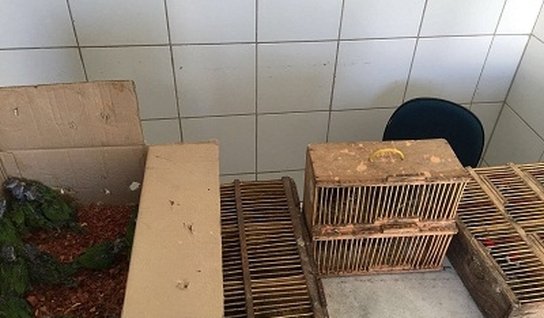 PM apreende aves silvestres em transporte complementar