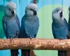 Risco de extinção: últimas ararinhas-azuis livres na natureza estão com vírus letal
