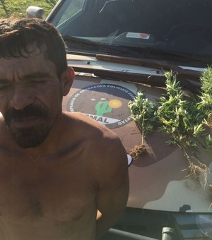 Polícia prende homem acusado de plantar maconha