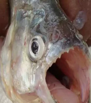 Peixe carnívoro deixa homem ferido nas águas do Rio São Francisco em AL