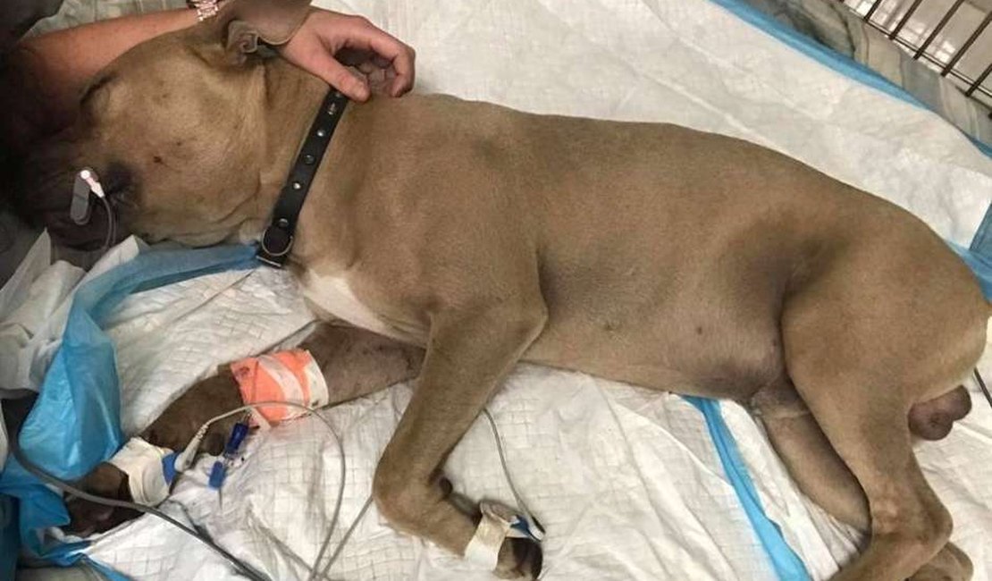 Pitbull morre após salvar donos da picada de cobra venenosa