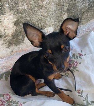 Família procura cachorro desaparecido em Arapiraca após possível fuga