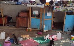 Praça da Sé é conhecida como Praça dos Gatos por abrigar um gatil onde animais abandonados recebem alimentação e cuidados por meio de voluntários