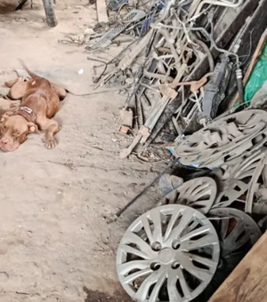 Pit bull e seis filhotes são resgatados após denúncia de maus-tratos em Maceió