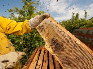 Produção de mel apoiada pela Codevasf é alternativa de renda para comunidades rurais