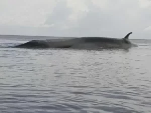 [Vídeo] Com cerca de 16 metros, baleia encalha e morre no arquipélago do Marajó, no Pará