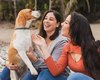 Prefeitura de Palmeira enviará à Câmara projeto que cria Código de Defesa e Bem-Estar Animal