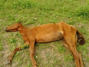 Mau cheiro de animal morto incomoda moradores do bairro Canafístula, em Arapiraca