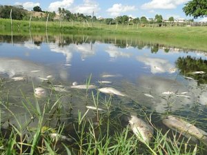 Morador denuncia que canalização de água das chuvas provoca morte de peixes