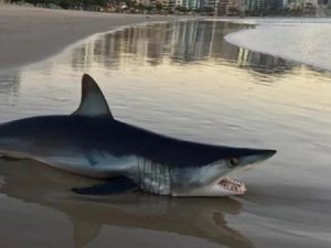 Tubarão de espécie mais rápida do mundo é encontrado morto em praia