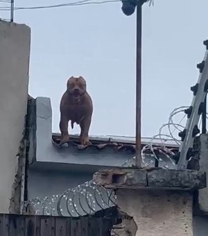 [Vídeo] Pitbull sobe em telhados e assusta moradores de rua em Arapiraca