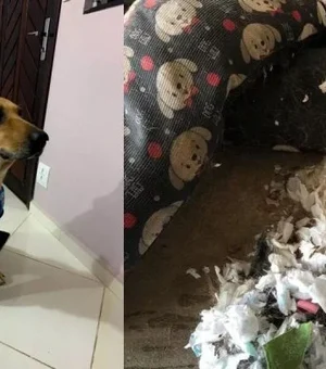 SP: cão rasga cama e revela que absorventes usados substituíam espuma