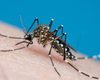 Boletim epidemiológico confirma óbito por dengue grave em Arapiraca no dia 11 de junho