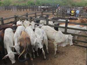 Feira de gado de Arapiraca estará suspensa na segunda (06) em virtude da vacinação contra a aftosa