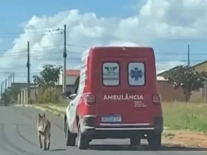 Por 20 quilômetros, cão segue ambulância que transportava dono até unidade de saúde