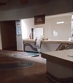 Crocodilo invade hotel de luxo na África e causa pequena bagunça
