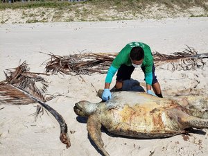 Tartarugas são encontradas mortas em praias do litoral sul de Alagoas