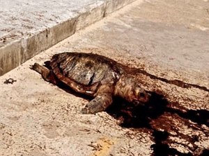 Tartaruga é encontrada morta no calçadão na Praia do Sobral