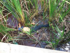 Homem é assassinado na zona rural de Feira Grande