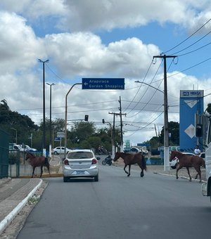 [Vídeo] Cavalos soltos invadem estacionamento do shopping de Arapiraca ao se assustarem com buzinas