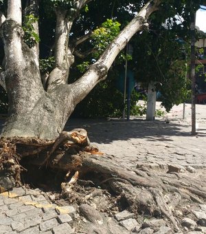 [Vídeo] Árvore cai em cima de ponto de ônibus em Arapiraca
