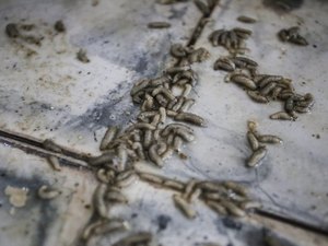 Larvas são encontradas em fabriqueta de queijo no município de Batalha; FPI interditou o local 