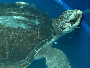 [Vídeo] AL registra quase 600 encalhes de animais marinhos; Biota faz alerta