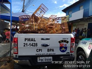 Batalhão Ambiental apreende 47 animais silvestres em feira de Maceió