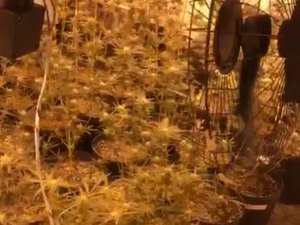 Polícia descobre plantação de maconha dentro de casa em condomínio de Florianópolis