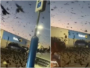 Vídeo: “apocalipse” de pássaros toma conta de supermercado nos EUA