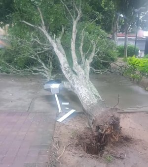 Árvore desaba na Área Verde do município de Arapiraca