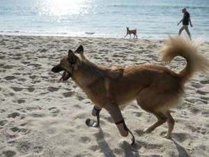 Cão tailandês é o primeiro a ter próteses de atletas paralímpicos