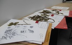 Nova espécie de árvore é encontrada em Alagoas