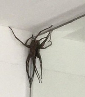 Aranhas 'gigantes' assustam moradores de bairro nobre em BH