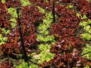 Inscrições já estão abertas para curso de produção de hortaliças em Maragogi