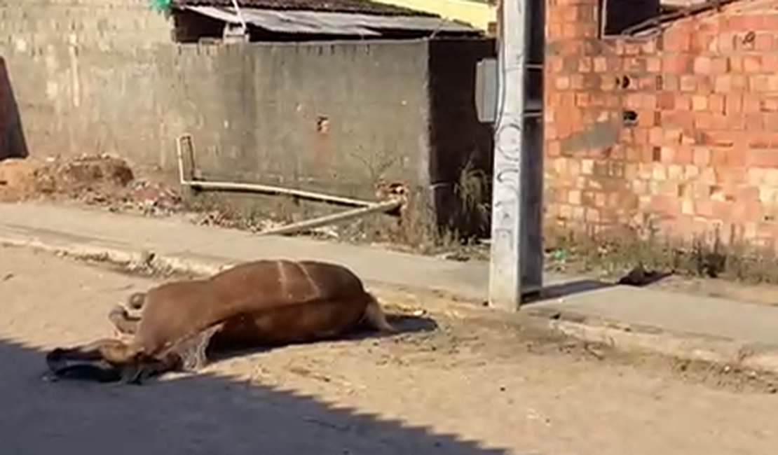 Poste energizado provoca morte de cavalo e assusta moradores em Porto Calvo