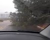 Árvore cai após chuvas e ventania e exige atenção de motoristas em Craíbas