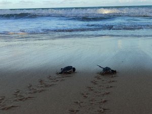 Nascimento raro de 26 tartarugas-verdes é registrado no Mirante da Sereia