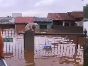 Pelo menos 3,5 mil animais ilhados pela chuva foram resgatados