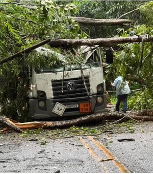 [Vídeo] Árvore cai sobre caminhão e interdita rodovia que liga Pernambuco com Alagoas