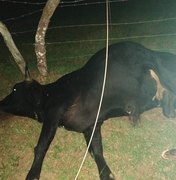 Animal morre eletrocutado após queda de fio de alta tensão em Arapiraca