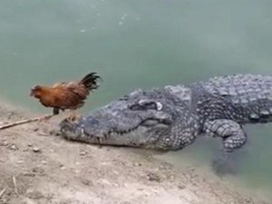 Galo 'destemido' escapa por pouco de ataque de crocodilo