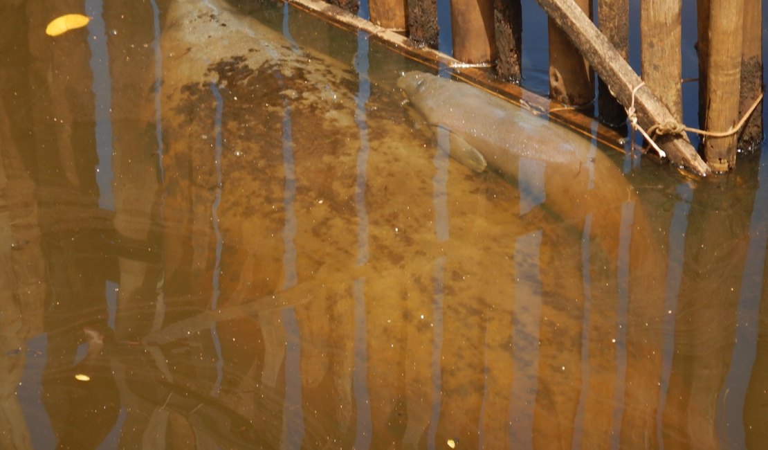 Morre filhote de peixe-boi nascido em recinto de aclimatação de Porto de Pedras