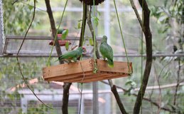 Papagaios Chauás serão transferidos para reserva ambiental do Rio Niquim