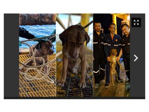 Cão chega a nado em plataforma de petróleo a 220 km da costa