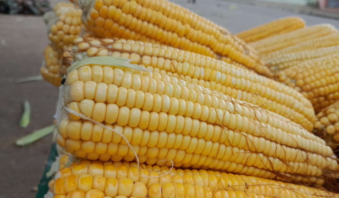 [Vídeo] Chegada das festas juninas aumenta procura pelo milho verde em Arapiraca