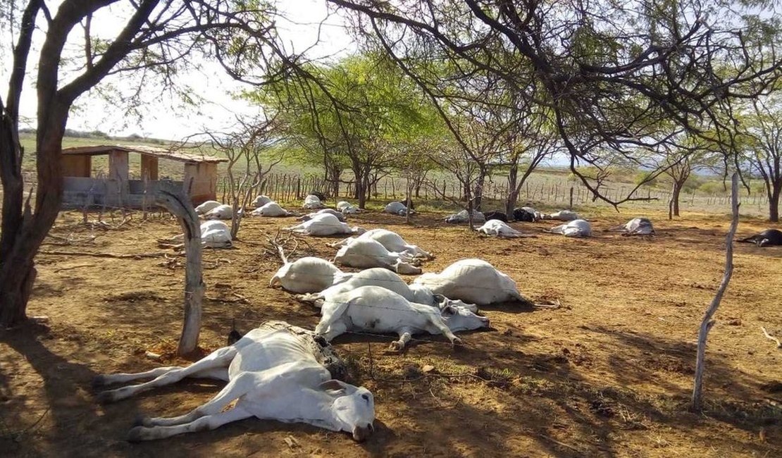 Adab confirma intoxicação alimentar como a causa da morte de 125 bois e vacas em fazenda 